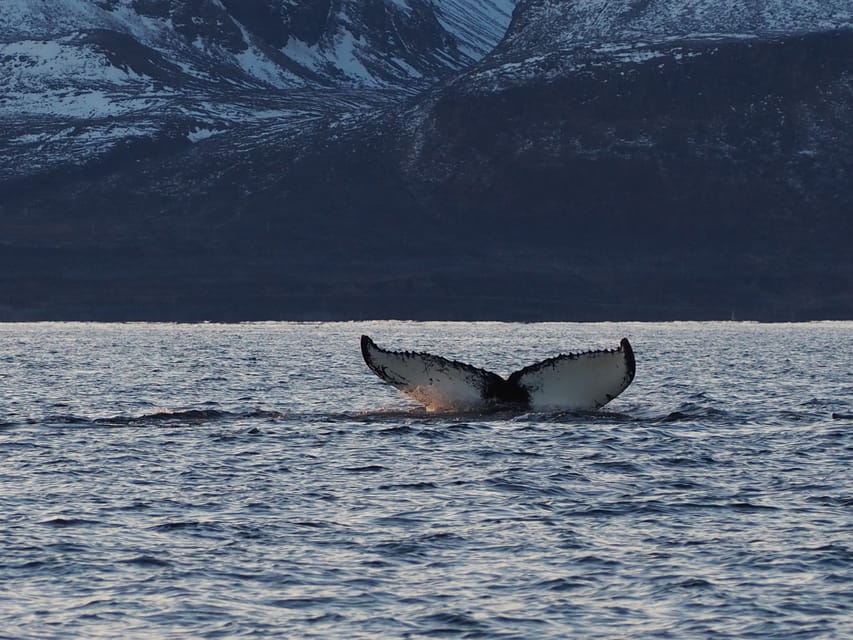 Skjervøy: Whale and Orca Watching Tour by RIB Boat - The 3-hour RIB format: what the fast ride feels like