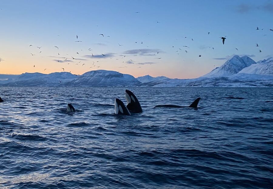 Skjervøy: Whale and Orca Watching Tour by RIB Boat - Spotting targets: orcas, humpbacks, fin whales, and sperm whales