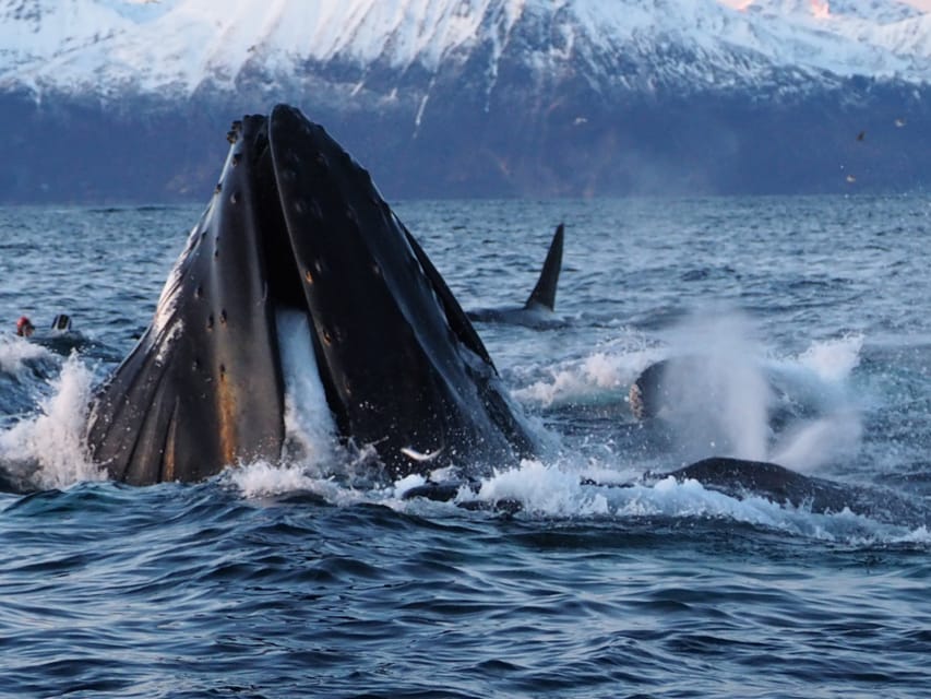 Skjervøy: Whale and Orca Watching Tour by RIB Boat - When orcas show up: what the feeding session adds