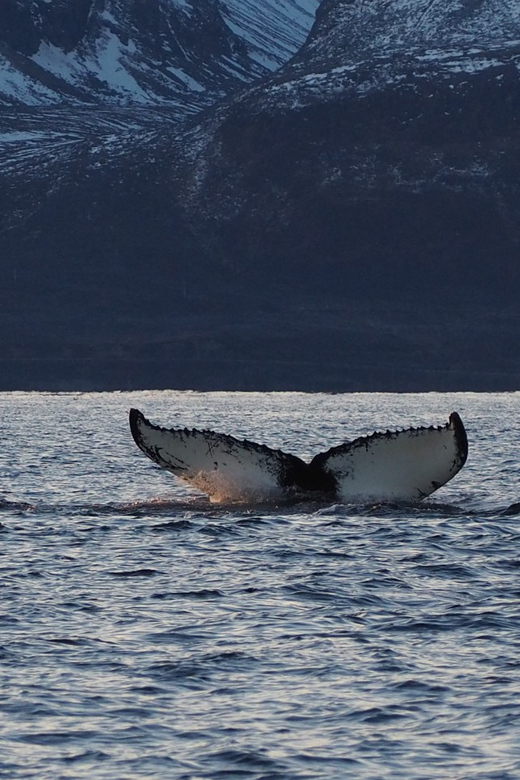 Skjervøy: Whale and Orca Watching Tour by RIB Boat - What happens on the water, and how to make the most of it