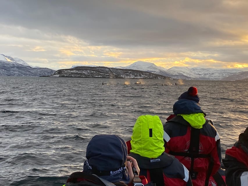 Skjervøy: Whale and Orca Watching Tour by RIB Boat - What to wear for a cold, windy RIB ride
