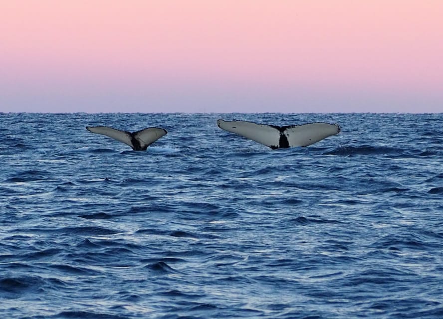 Skjervøy: Whale and Orca Watching Tour by RIB Boat - Pricing and value: is $240 reasonable for this kind of tour?