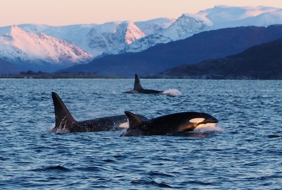 Skjervøy: Whale and Orca Watching Tour by RIB Boat - The big uncertainty: sightings are not guaranteed