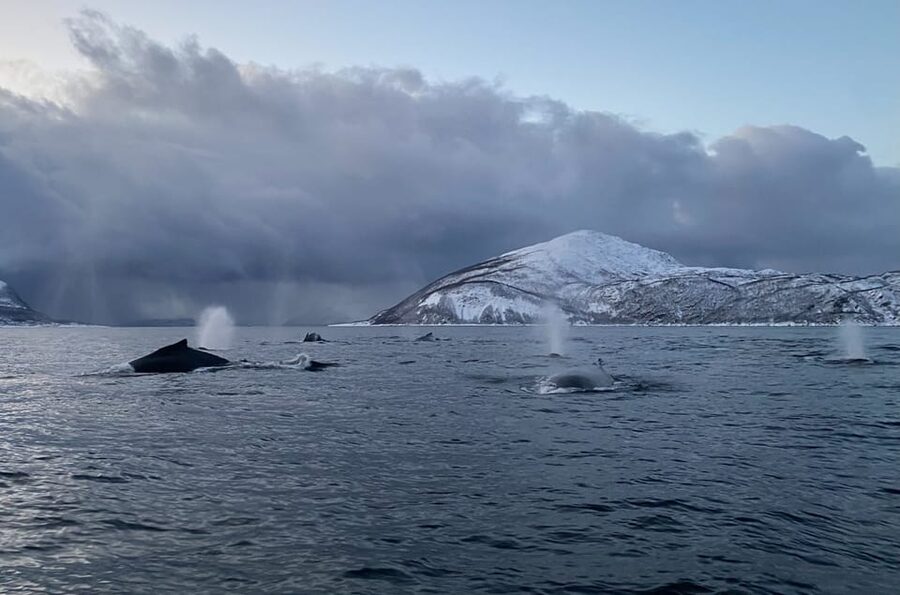 Skjervøy: Whale and Orca Watching Tour by RIB Boat - Meet at Strandveien 70, and get set for a small-group outing