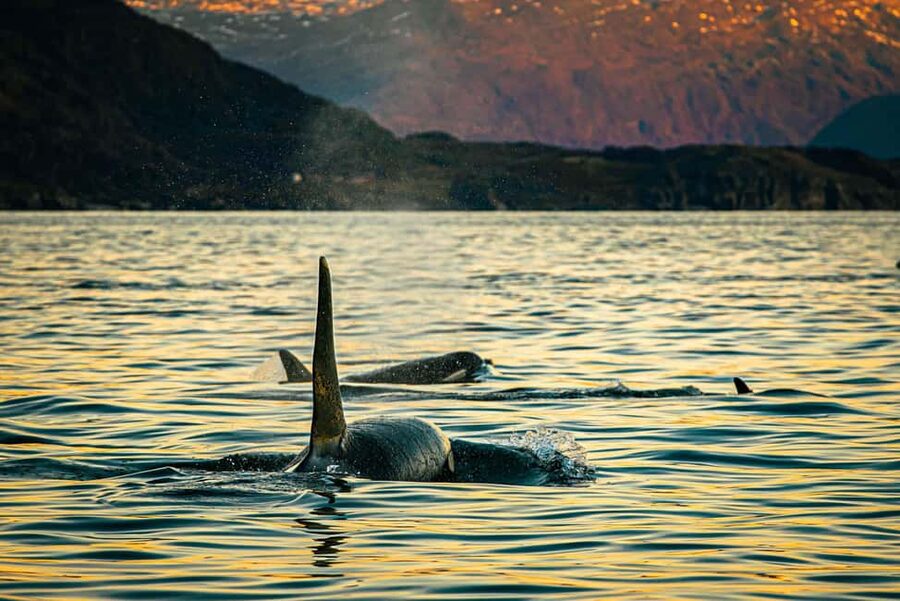 Skjervøy: Whale Watching with RIB Boat and Local Guide - Key things that make this whale trip work