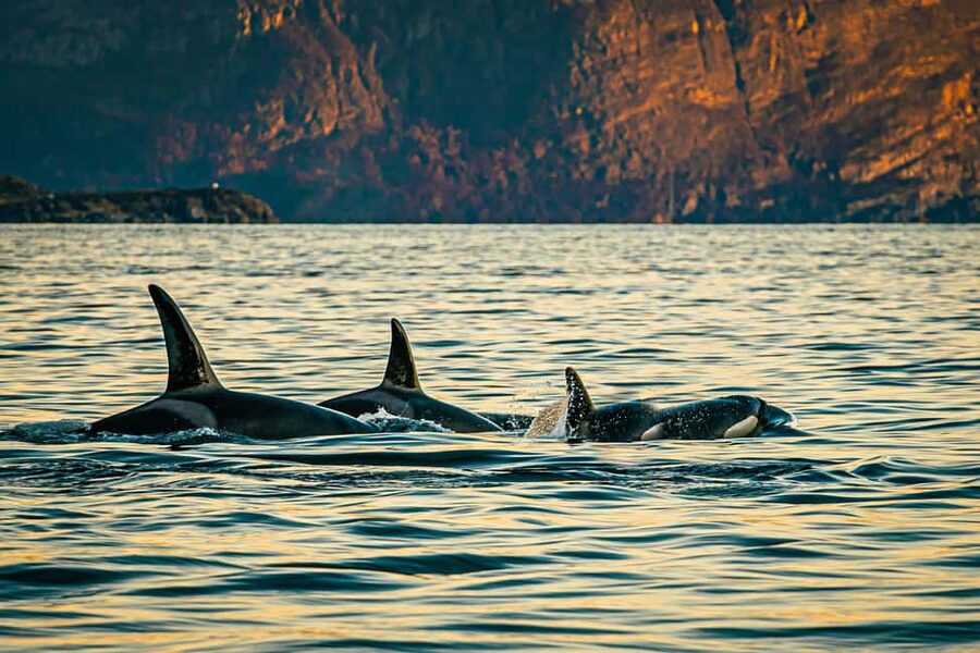 Skjervøy: Whale Watching with RIB Boat and Local Guide - Finding your way to Strandveien 96 and the harbor check-in