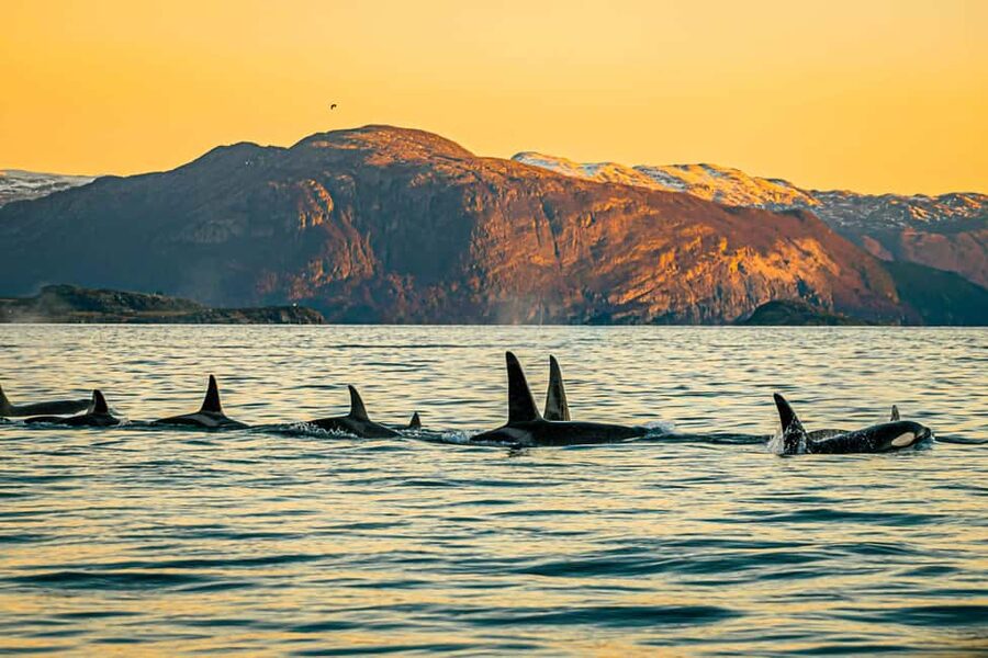 Skjervøy: Whale Watching with RIB Boat and Local Guide - The 3-hour RIB ride: speed, sea state, and what to expect