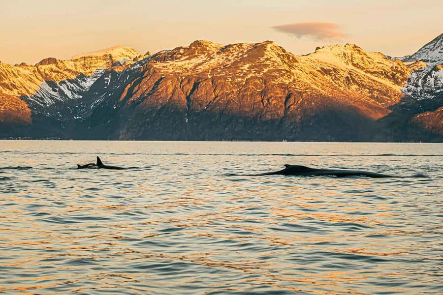 Skjervøy: Whale Watching with RIB Boat and Local Guide - Killer whales outside Skjervøy: black bodies, white spots, and real behavior