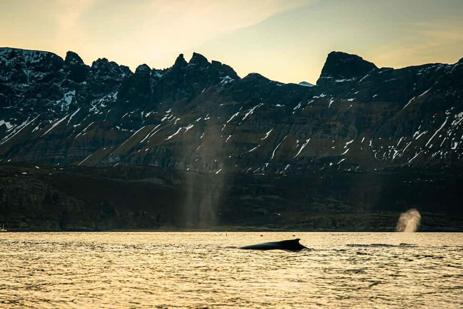 Skjervøy: Whale Watching with RIB Boat and Local Guide - Seasonality: mid-October to February and how to read the odds
