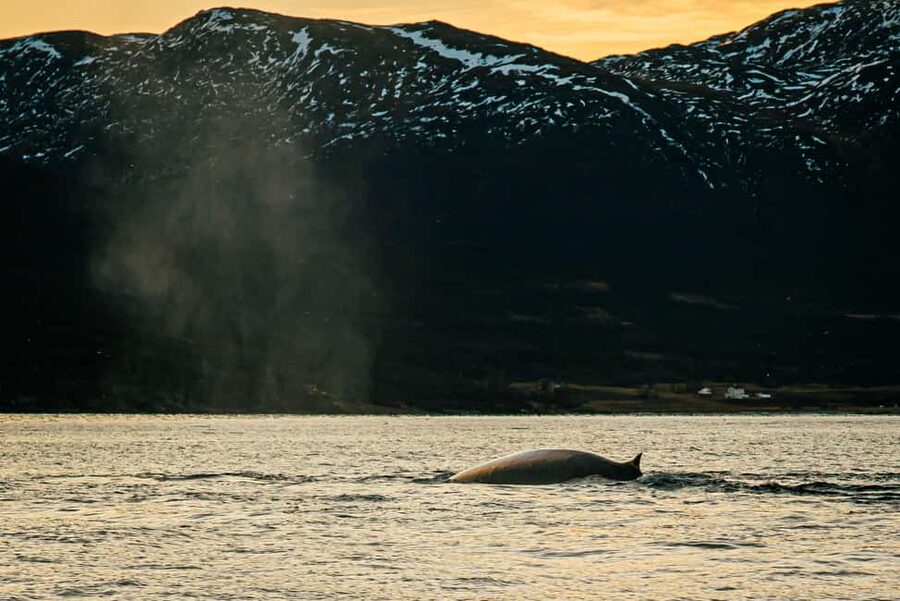 Skjervøy: Whale Watching with RIB Boat and Local Guide - Gear and comfort: how they help you handle Arctic water