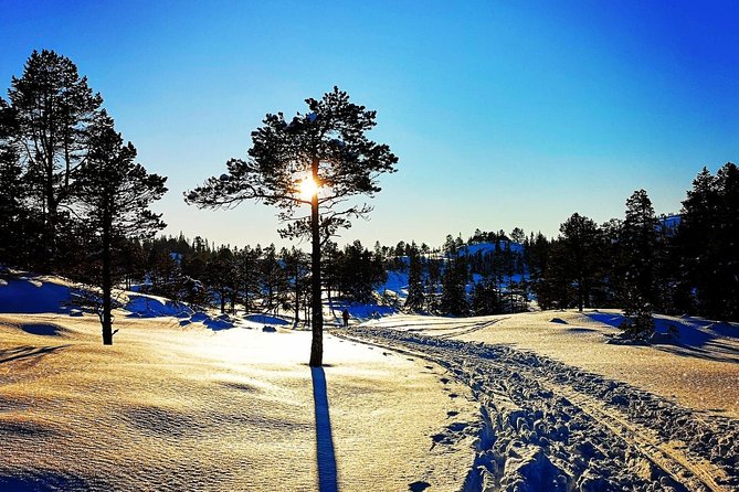 Slegding and tram-tour - Sledding on the slopes, even if you have never gone before