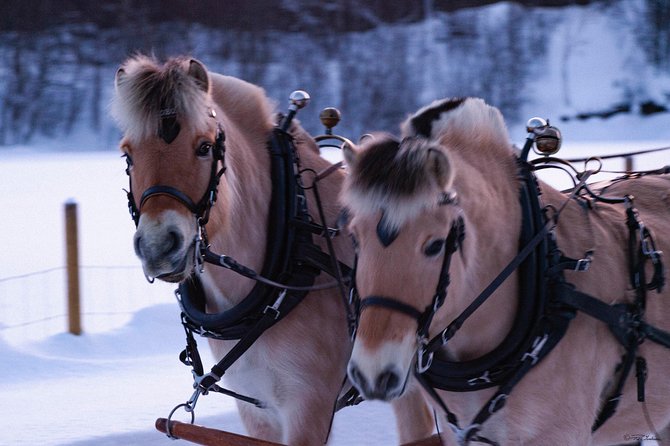 Sleigh Ride w/ snacks - Experience Arctic Farm Life - The 30 to 40 minute sleigh ride: fjord horses and warm blankets