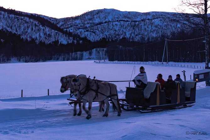 Sleigh Ride w/ Tapas Meal - Experience Arctic Farm Life - Meeting the sheep and learning farm life like a neighbor