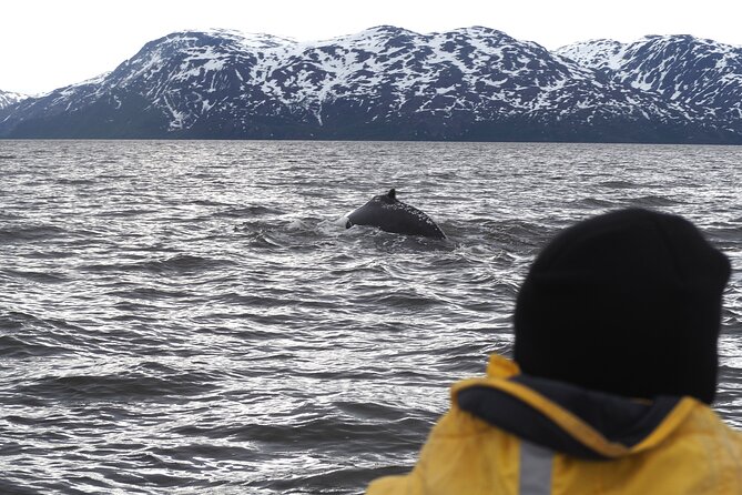 Small group Whale watching - Key Points Before You Go