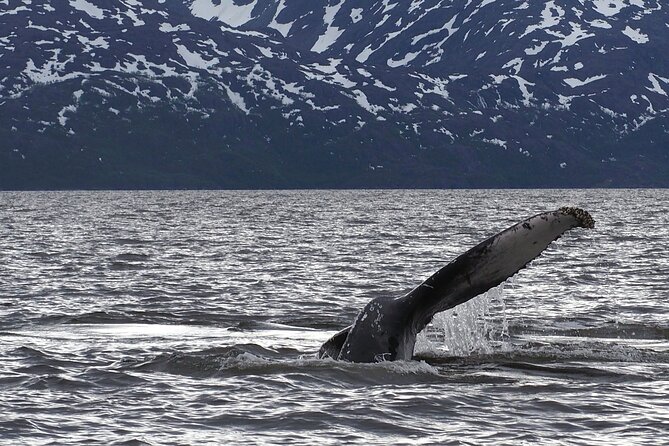 Small group Whale watching - The Office Briefing in Alta: Why Whales Come Here
