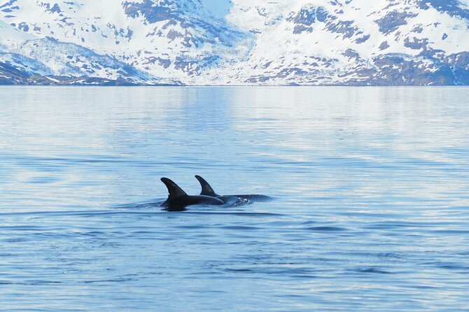 Small group Whale watching - Comfort, Gear, and Photo Reality in Arctic-Style Cold