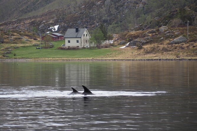 Small group Whale watching - Price, What You Get, and Whether It Feels Worth It