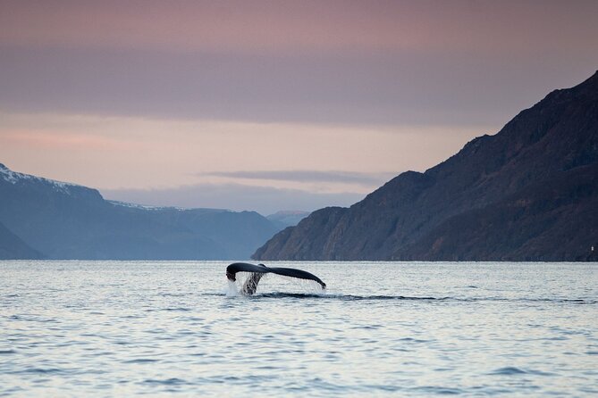 Small Group Whale Watching by RIB - Key things that make this RIB whale watching stand out