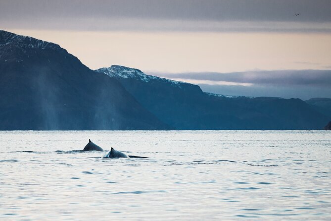 Small Group Whale Watching by RIB - Altafjord sightings: orcas, humpbacks, and the real payoff