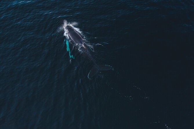 Small Group Whale Watching by RIB - The 3.5-hour flow: how the trip is structured