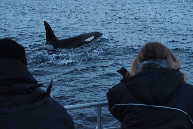 Small group Whale watching - Boarding the Altafjord Boat: The 3-Hour Wildlife Search Window