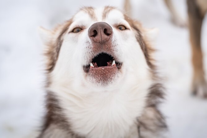Small Group Wilderness Husky Sledding 2h from Tromsø (car needed) - Key highlights worth planning for