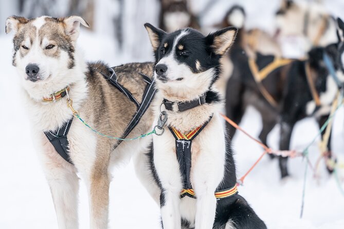 Small Group Wilderness Husky Sledding 2h from Tromsø (car needed) - Why this husky ride feels different from the quick “sit and go”