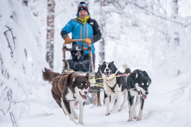 Small Group Wilderness Husky Sledding 2h from Tromsø (car needed) - Lunch in the cold: a typical Norwegian outdoor picnic