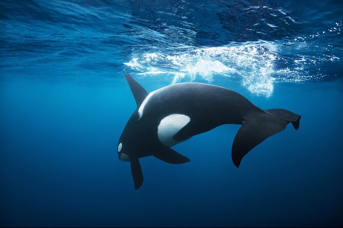 Snorkeling with Orcas In Norway, 4 days All-Inclusive expedition - Quick reasons this trip earns its high marks