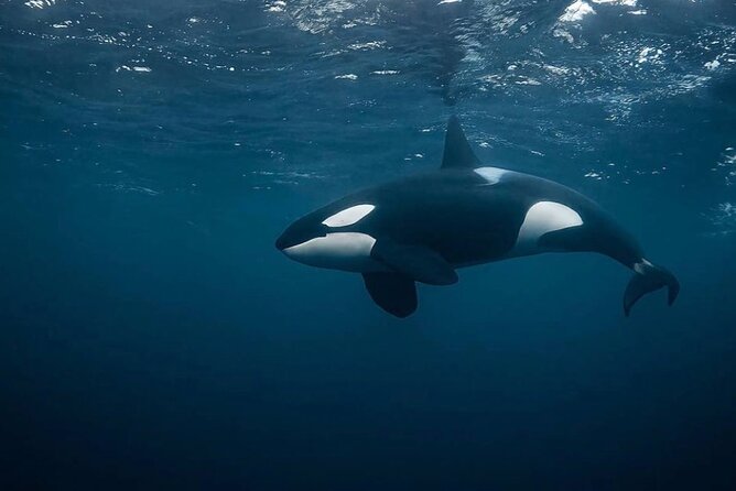 Snorkeling with Orcas In Norway, 4 days All-Inclusive expedition - Orcas and humpbacks in the Arctic: the logic behind where you go
