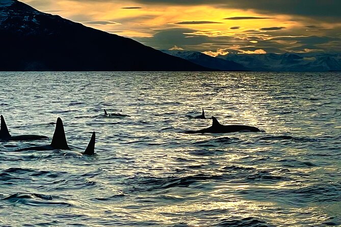 Snorkeling with Orcas In Norway, 4 days All-Inclusive expedition - How the 4-day expedition typically plays out (and where plans can change)