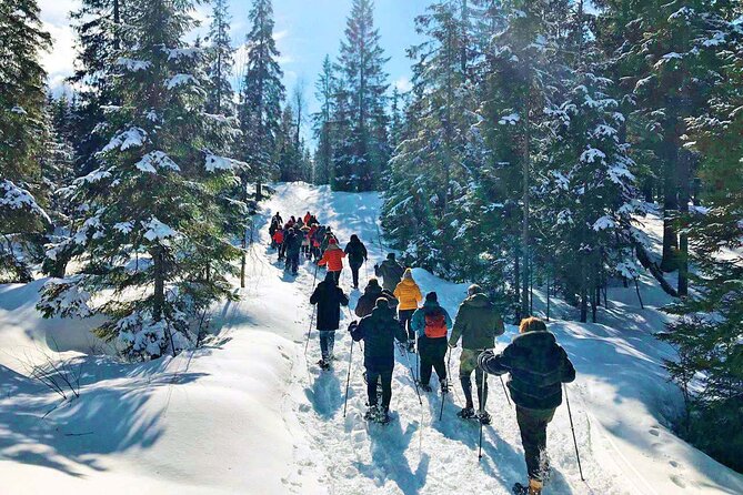 Snowshoe Tour in Winter Wonderland - Oslo - Price Breakdown: Why $106.65 Can Make Sense Here
