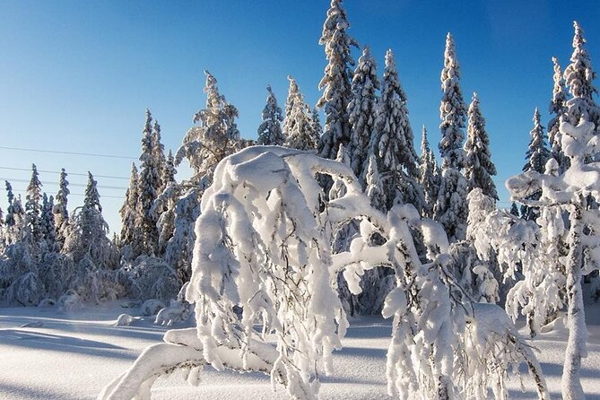Snowshoe Tour in Winter Wonderland - Oslo - Oslomarka on Snowshoes: Gear Included, Beginner Friendly