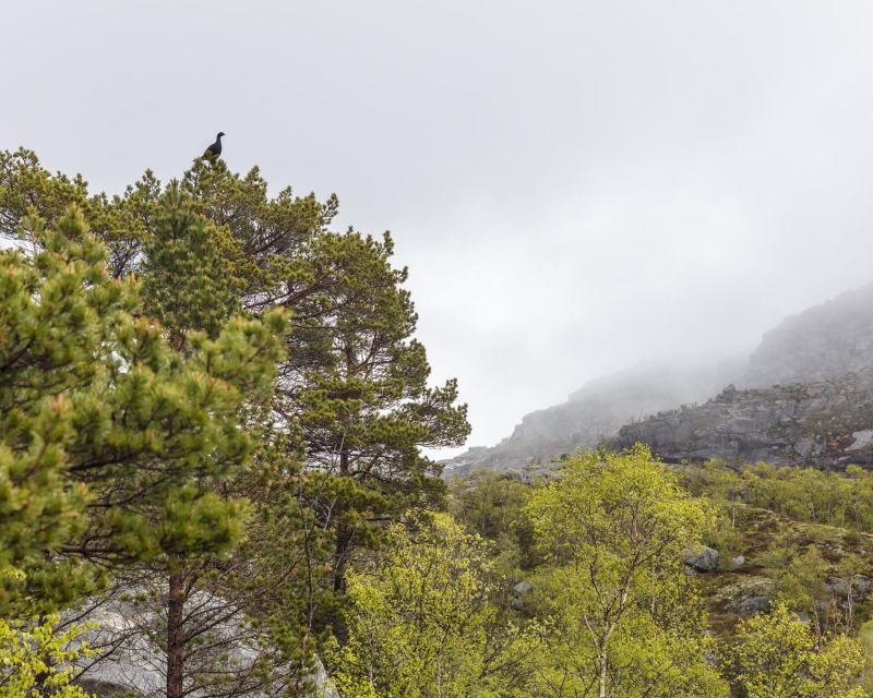 Stavanger: Preikestolen Hidden Trail Hike + Canoe + Lunch - Price and value: what $273 really buys you