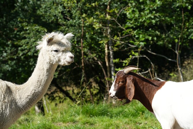 Steim Farm Experience in Vik, Norway - Steim Farm in Vik: small-group animal time with real farm work