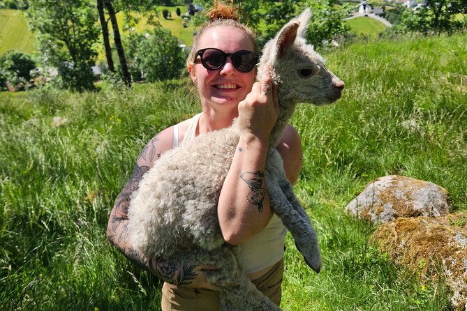 Steim Farm Experience in Vik, Norway - Meeting alpacas, muscovy ducks, goats, and more