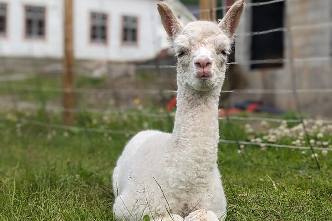 Steim Farm Experience in Vik, Norway - The Vik centre stop: a quick old town and fjord-town overview