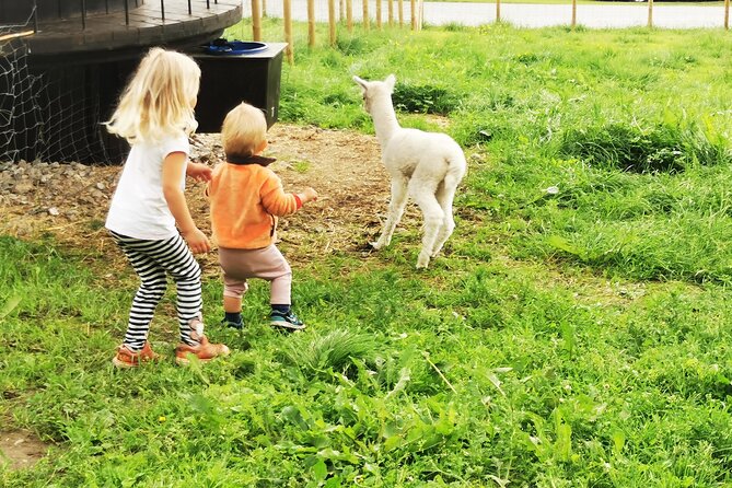 Steim Farm Experience in Vik, Norway - Pickup, small group size, and why this feels friendly