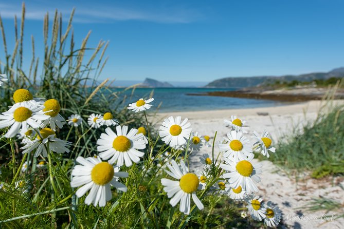Summer Fjord Road Trip with Citizen Science with Wandering Owl - Whale Island and the “wow” factor moments