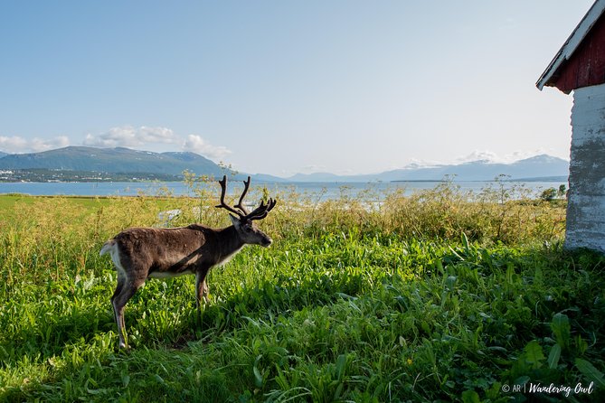 Summer Fjord Road Trip with Citizen Science with Wandering Owl - Small group vibe: why max 15 travelers changes the whole experience