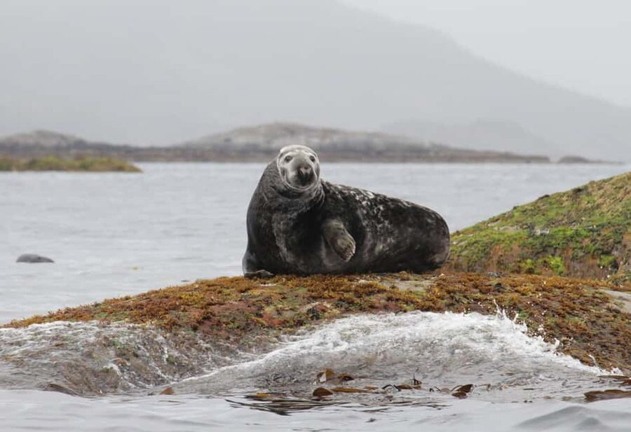Summer Snorkeling with Grey Seals - Grey Seals and Arctic Snorkeling in the Lofoten Fjords