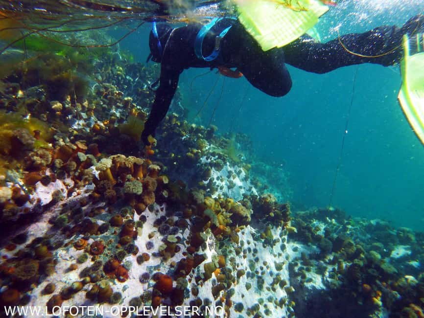 Summer Snorkeling with Grey Seals - What summer fjord conditions really mean for snorkeling