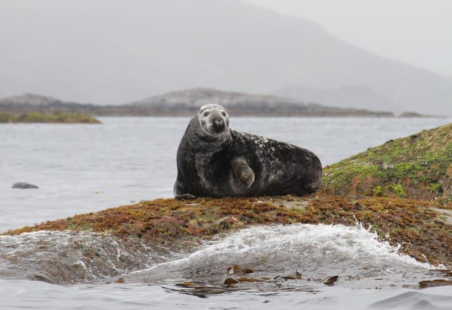Summer Snorkeling with Grey Seals - Snorkeling with kelp forests and Arctic sea life