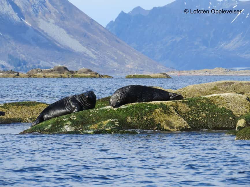 Summer Snorkeling with Grey Seals - Price and timing: is $209 for 2 hours worth it?