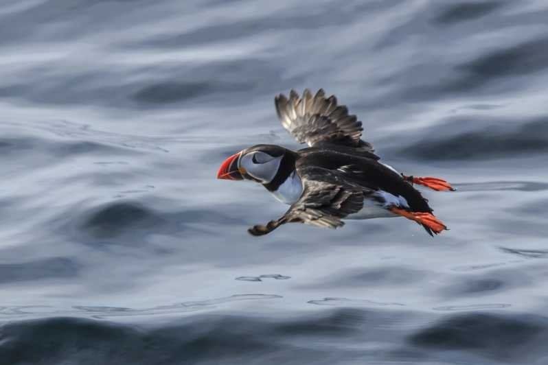 The Bird Safari Tour - The bus ride across the arctic island: fjords and mountain views, not dead time