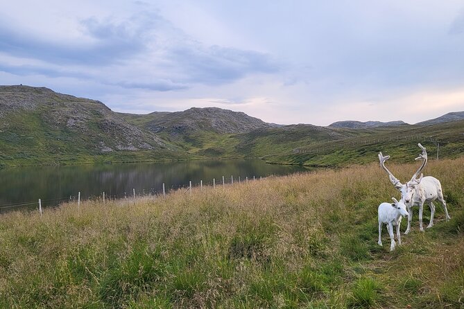 The North cape and the King crab - Key points I’d plan around