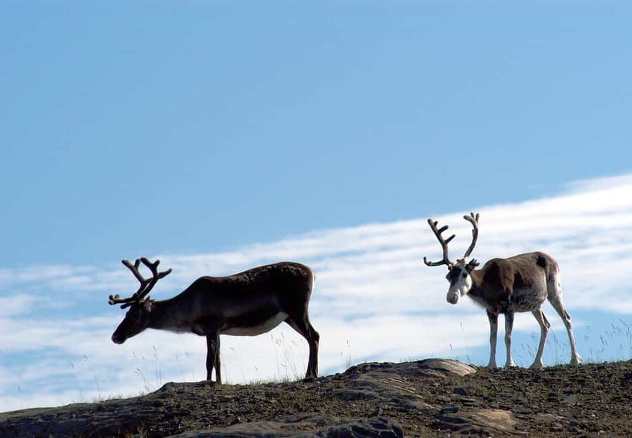 The North Cape Midnight Tour - Photo stops and timing: how you make the most of 3 hours