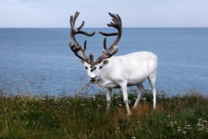 The North Cape, Reindeer and Sami Families Tour - Group size, English, and why audio matters on the bus