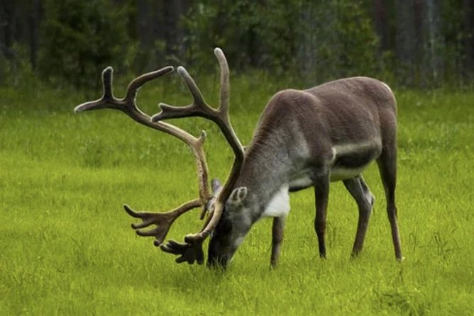 The North Cape, Reindeer and Sami Families Tour - From Honningsvåg to Nordkapphallen: what the ride really gives you