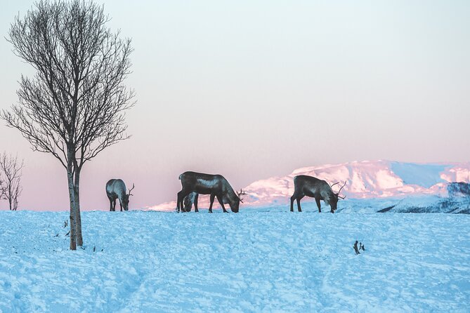Tour of the authentic fjords of Kvaløya - Who This Tour Fits Best in Tromsø (and Who Might Hesitate)